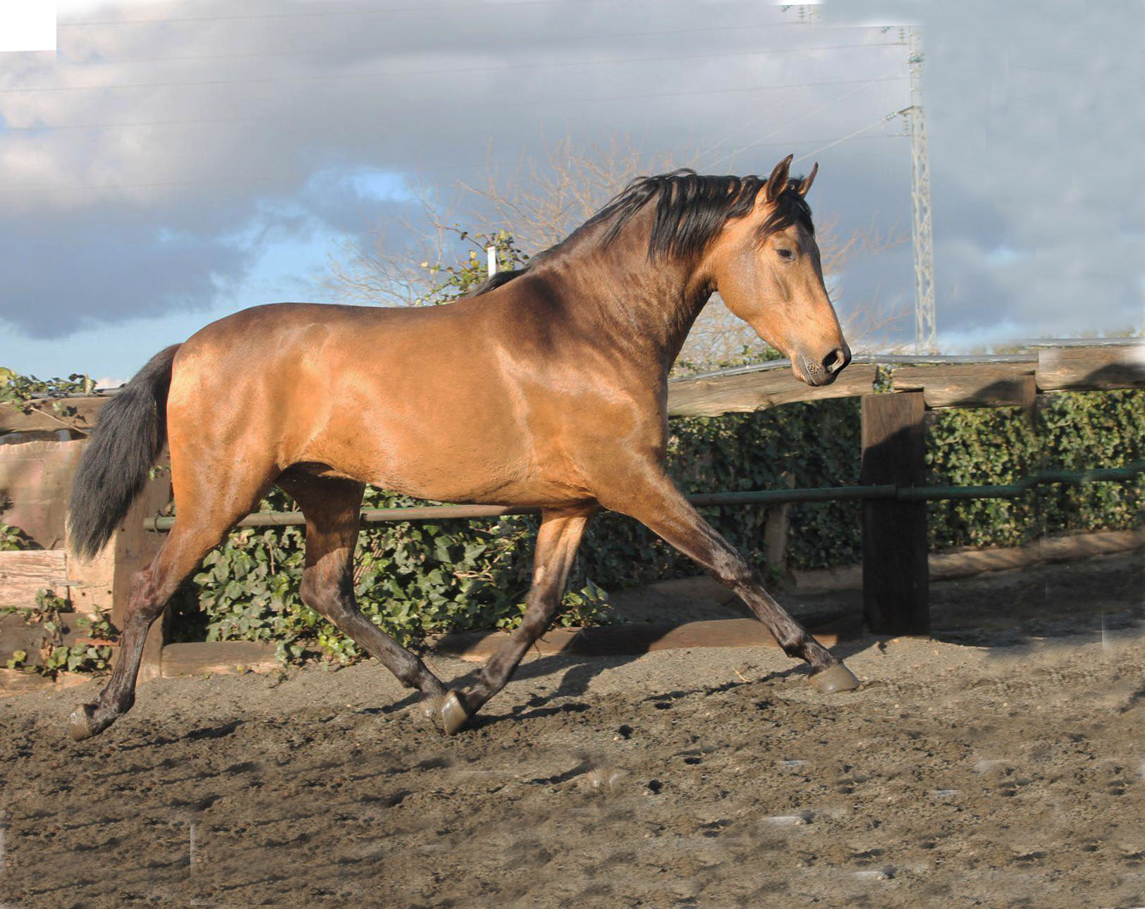 Caballo en Venta